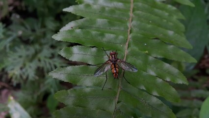 Dexiosoma caninum is a European species of fly in the family Tachinidae. In the United Kingdom, the species can most commonly be found during the summer in the south of England.