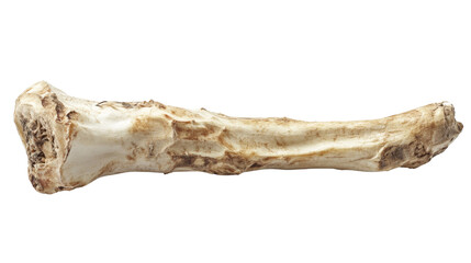 Fresh horseradish root transparent background