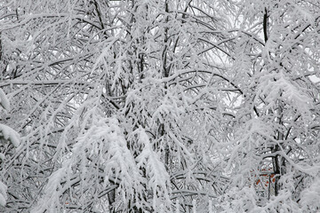 Branches covered with snow after a snowfall