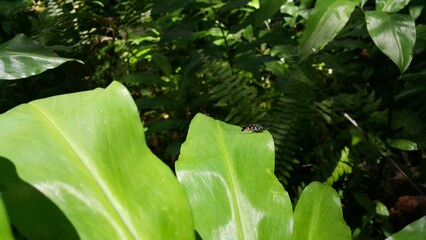 Male velvet ant macro nature natural pest control. The Orussoidea, parasitic wood wasps, have retained a relatively ancestral form of ectoparasitism of buprestid beetles and siricid woodwasps.