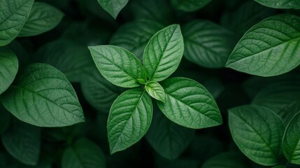 Lush green foliage, vibrant leaves, nature background.