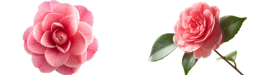 Beautiful Pink Camellia Blossom and Elegant Stem with Leaves Isolated on White Background