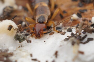 Close-up of a European Earwig, forficula auricularia, on Decaying Wood