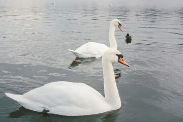 Obraz premium Two graceful white swans swimming in a calm body of water.