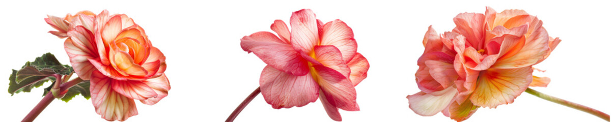 Beautiful Begonia Blooms in Various Colors for Floral Design and Decoration Purposes  on a White Background