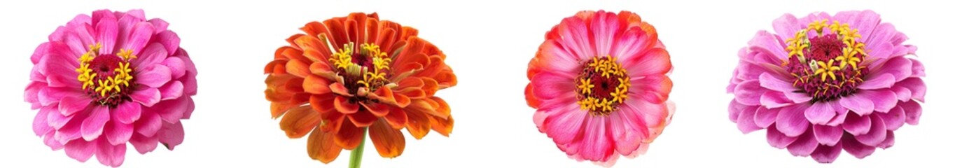 Fototapeta premium Vibrant Colors of Zinnia Flowers in Vivid Pink, Orange, and Purple Shades on a White Background