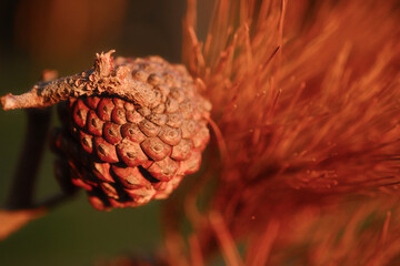 A small, brown, dried up seedpod with a stem