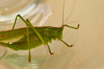 Grüner Grashüpfer oder Heupferd aus der Familie der, Heuschrecken 