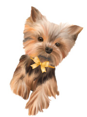 Poodle Pet Illustration