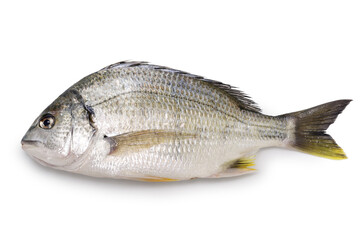 yellowfin sea-bream isolated on white background