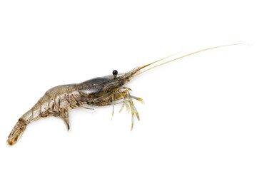 river shrimp isolated on white background