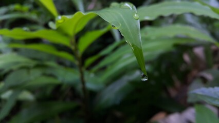 Textured plant leaves background. Photo shot in a tropical rainforest. Beautiful wallpaper.