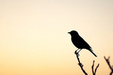 Silhouetted bird on branch during sunset
