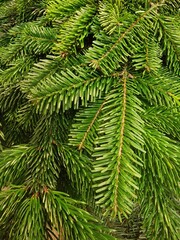 fir tree branch