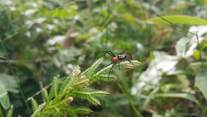 Photo of Pear-shaped Leucauge Spider (Opadometa fastigata) on a plant. Shot in a tropical rainforest. Insect animal. The beauty of nature in the forest. 