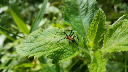 Photo of Pear-shaped Leucauge Spider (Opadometa fastigata) on a plant. Photo shot in the jungle. Insect animal.