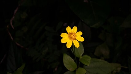 Very beautiful yellow color floral background. Photo shot on the mountain.