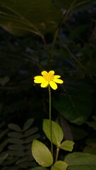 Very beautiful yellow color floral background. Photo shot on the mountain.