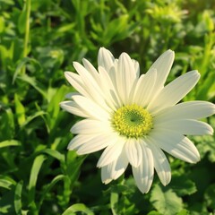 Fototapeta premium Close up of delicate white daisy in a lush green garden, backdrop, outdoor, petal, vibrant, fresh