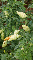 Close up young green chili plants with dark green leaves thriving in a garden.
