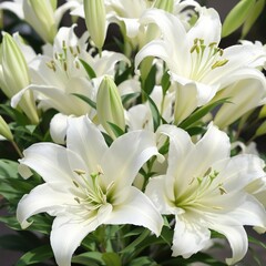 Obraz premium Close up of delicate white lilies with green leaves, nature, botanical, green leaves