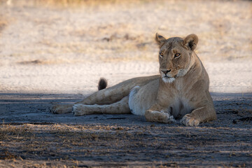 Lioness resting on the sand riverbank of Khwai river, Moremi game reserve, Okavango delta, Botswana, Africa
