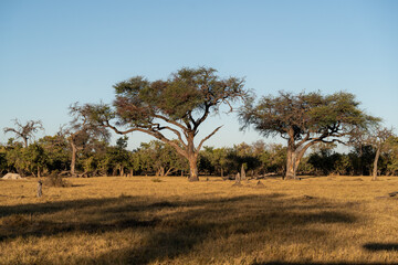 Beautiful landscape with dominant trees at Khwai concession, Okavango delta, Moremi, Botswana,...