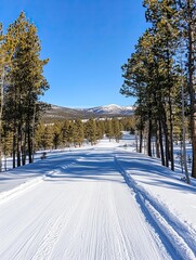 A serene snow-covered road lined with tall pine trees under a clear blue sky, leading to distant mountains.
