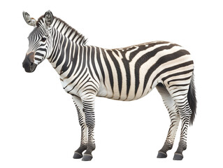 Obraz premium Zebra on white background, Black and white zebra stripes