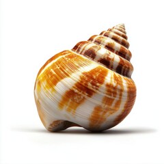 Obraz premium Ocean shell discovery beach shoreline nature photography calm environment close-up view marine life conservation, isolated on white background