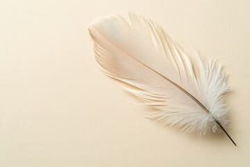 Obraz premium Delicate white feather on beige background, minimalistic style