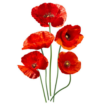 Red poppy flowers isolated on transparent background