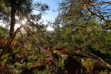 La Bombarde point of view in Fontainebleau forest	