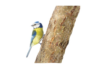 Little bird perching on branch of tree isolated on transparent background. Blue tit. Parus caeruleus