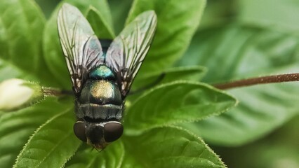 macro of a fly, Chrysomya megacephala, more commonly known as the oriental latrine fly or oriental blue fly. Cochliomyia hominivorax, the New World screwworm fly