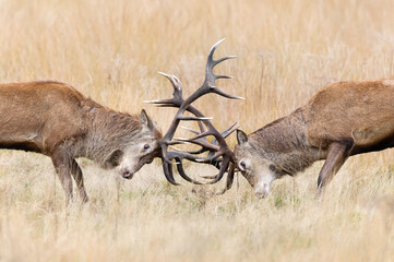 Portrait of red deer stags fighting during the rutting season in autumn
