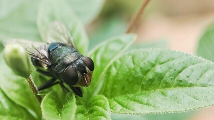 fly on leaf, Chrysomya megacephala, more commonly known as the oriental latrine fly or oriental blue fly. Cochliomyia hominivorax, the New World screwworm fly