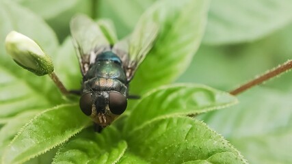 Chrysomya megacephala, more commonly known as the oriental latrine fly or oriental blue fly. Cochliomyia hominivorax, the New World screwworm fly