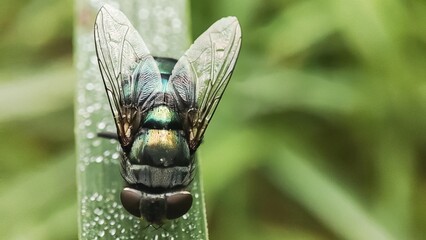 Chrysomya megacephala, more commonly known as the oriental latrine fly or oriental blue fly. Cochliomyia hominivorax, the New World screwworm fly