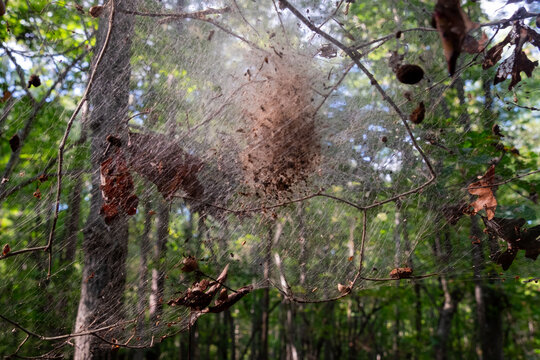 Bag Worm Nest in the Woods. 