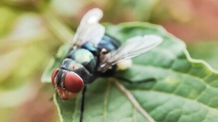 fly on a green leaf, Chrysomya megacephala, more commonly known as the oriental latrine...