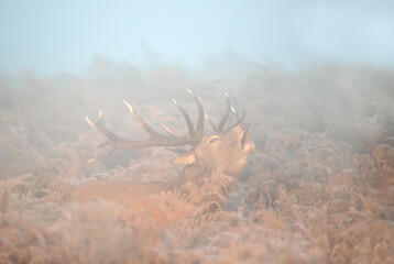 Red deer stag calling in the mist during the rut in autumn