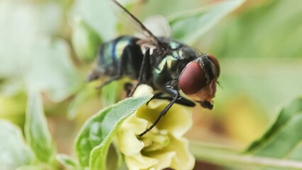 fly on a flower, Chrysomya megacephala, more commonly known as the oriental latrine fly or oriental blue fly. Cochliomyia hominivorax, the New World screwworm fly