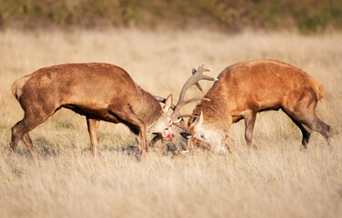 Red deer stags fighting during the rutting season in autumn