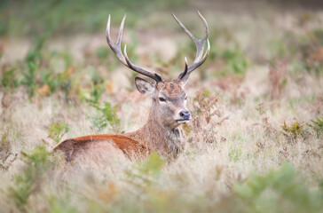 Portrait of a young red deer stag lying on grass