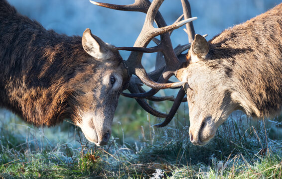 Portrait of young red deer stags practice fighting in autumn