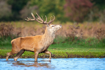 Red deer stag crossing the pond during rutting season in autumn