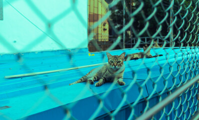 Stray cat Confined, looking through the bars