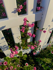 White picket fence with pink flowers