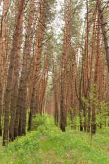 a forest with a fallen tree in the foreground and a log in the foreground.
